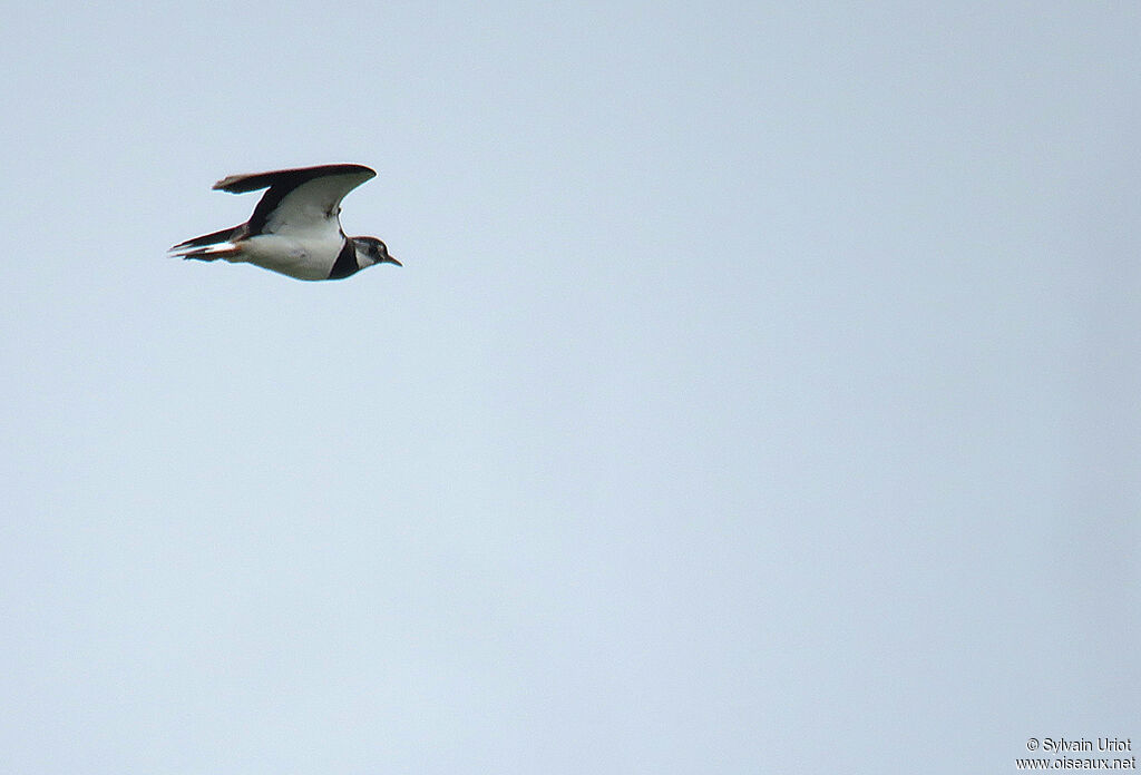 Northern Lapwingadult