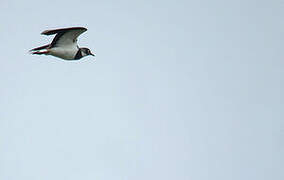 Northern Lapwing