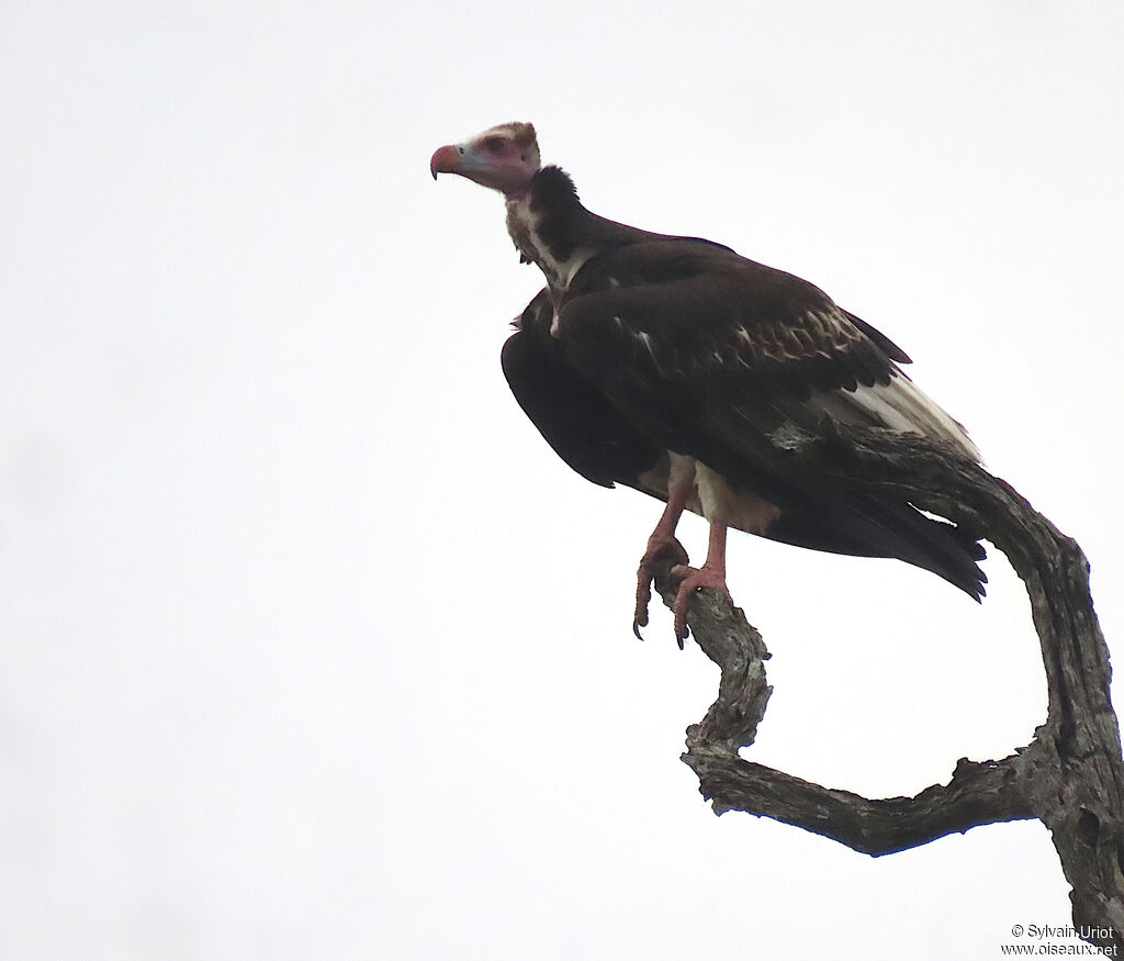 White-headed Vulture female adult