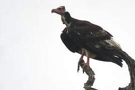 White-headed Vulture