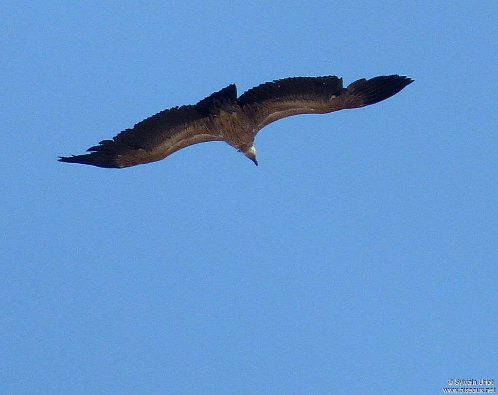 White-backed Vulture