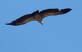 White-backed Vulture