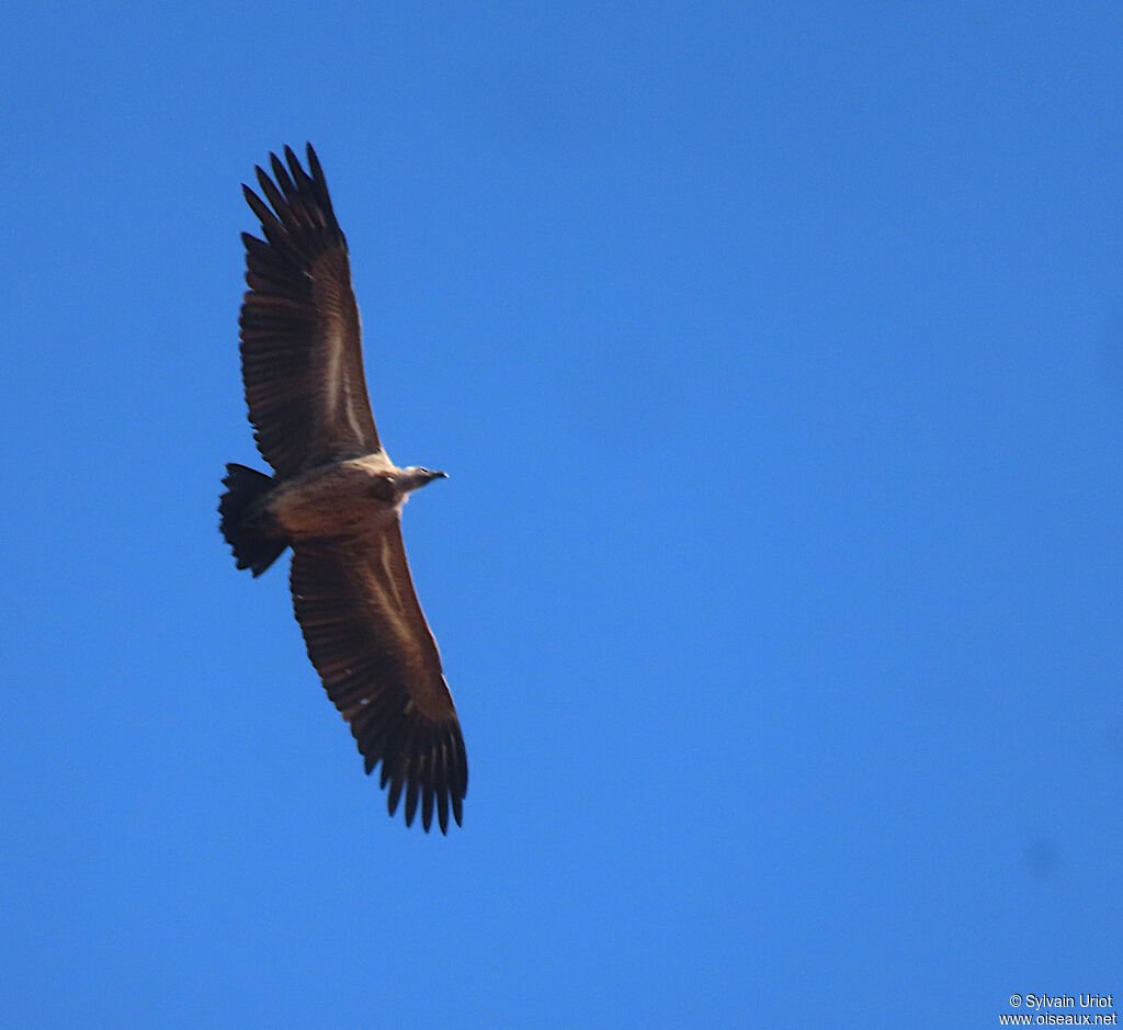 Vautour africainimmature