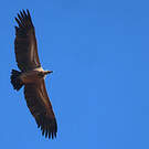 Vautour africain