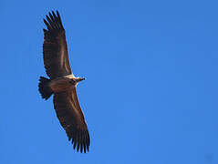 White-backed Vulture