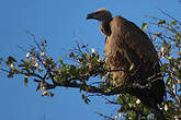 Vautour africain