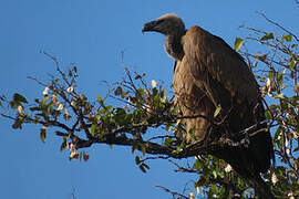 White-backed Vulture