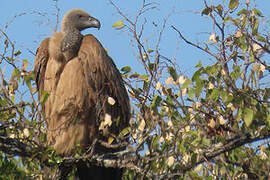 White-backed Vulture