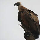 Vautour africain