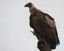 White-backed Vulture