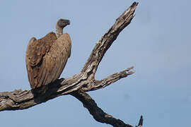 White-backed Vulture