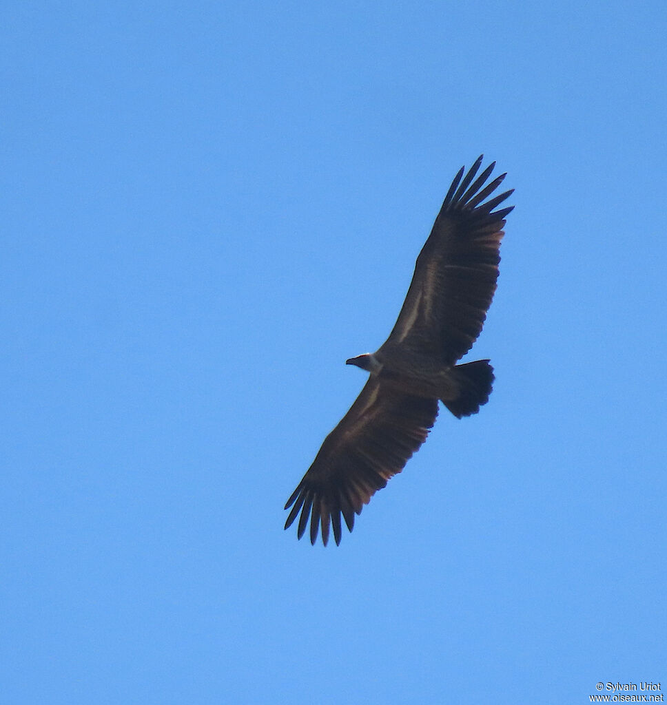 White-backed Vulturesubadult