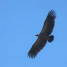 Vautour africain