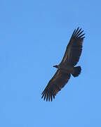 White-backed Vulture