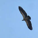 Vautour africain