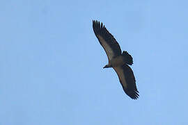 White-backed Vulture