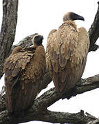 White-backed Vulture