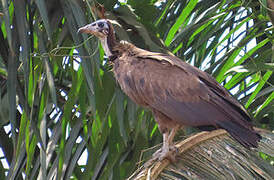 Vautour charognard