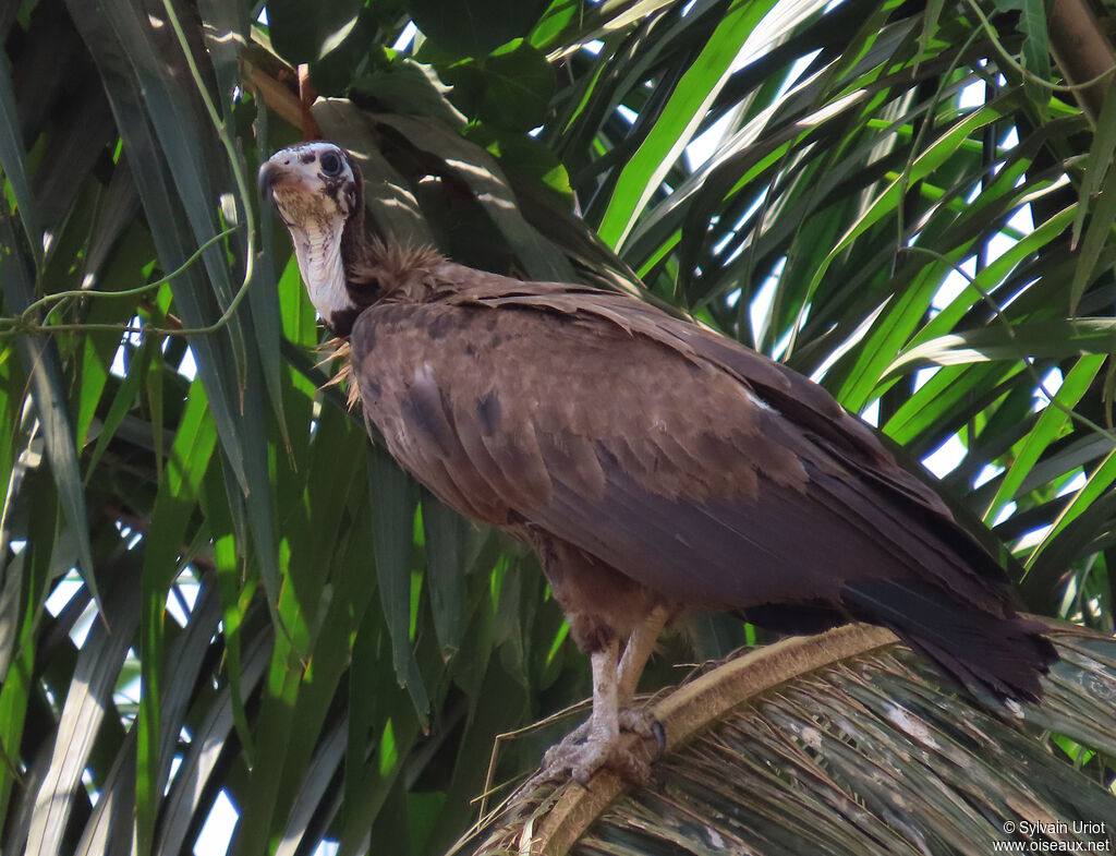 Hooded Vultureimmature