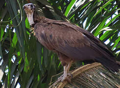 Vautour charognard