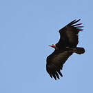 Vautour charognard