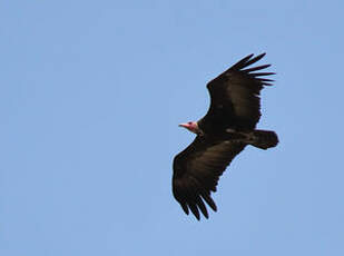 Vautour charognard