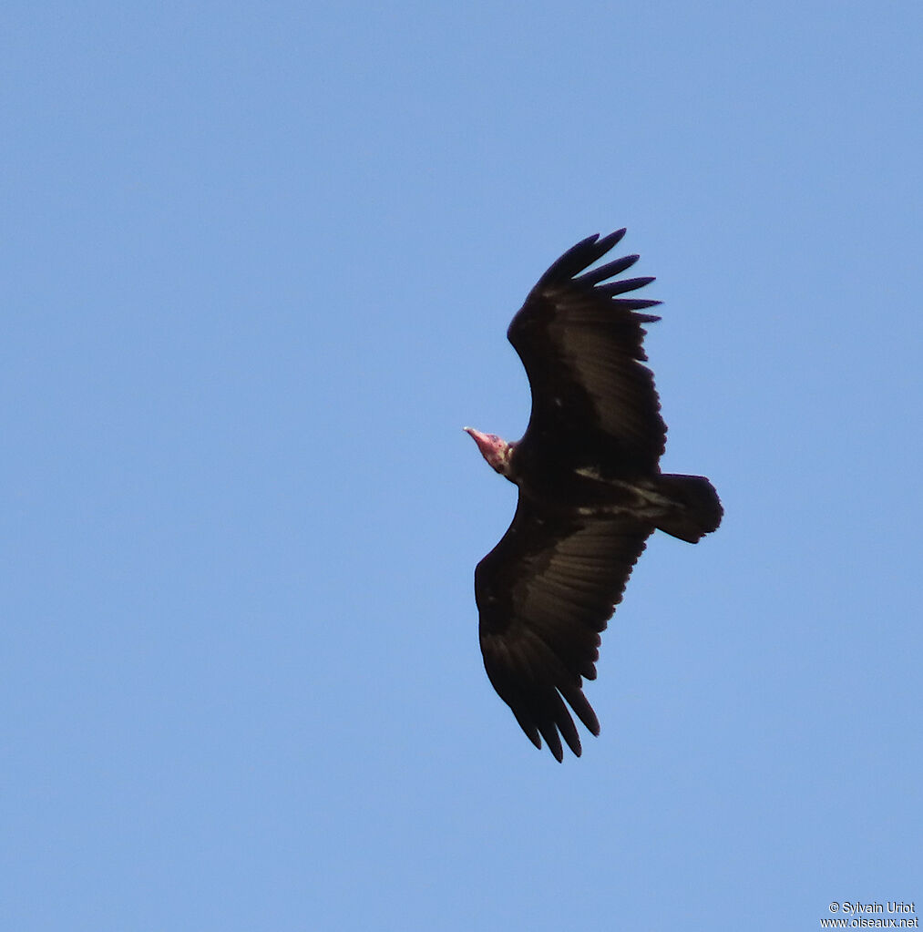 Vautour charognardadulte