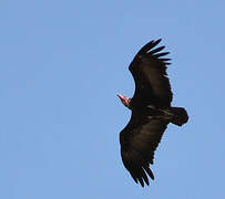 Vautour charognard