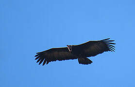 Hooded Vulture