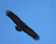 Hooded Vulture