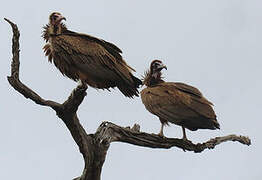 Hooded Vulture