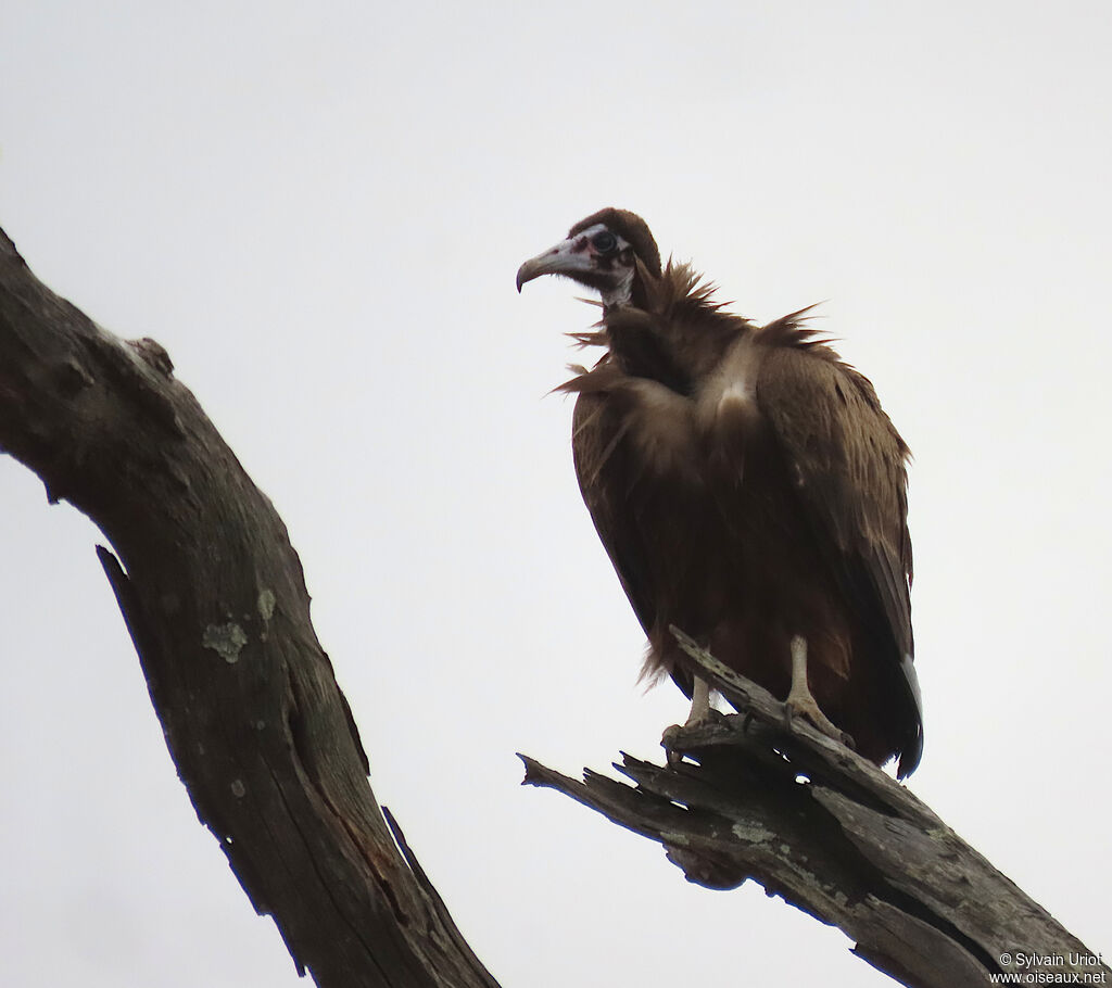 Vautour charognardimmature