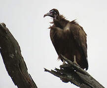 Hooded Vulture