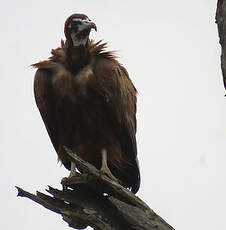 Vautour charognard