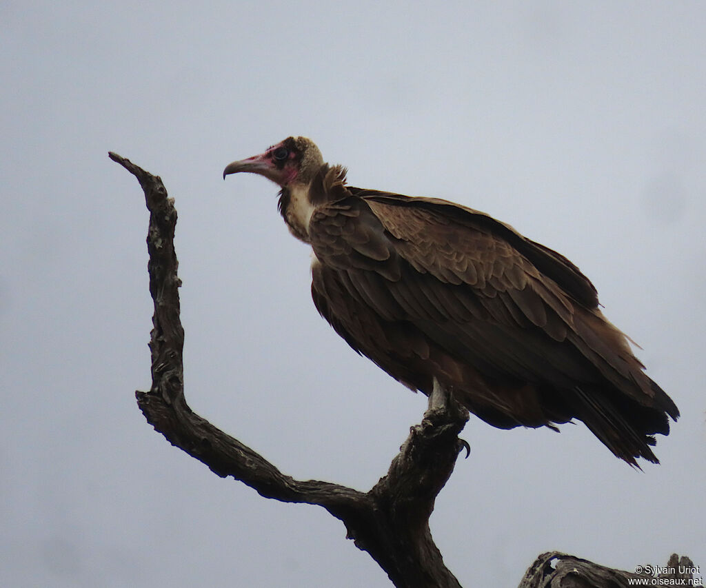 Vautour charognardadulte