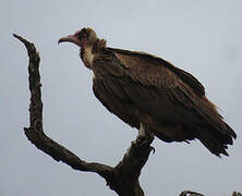 Hooded Vulture