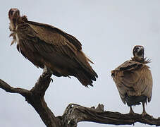 Hooded Vulture