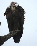 Hooded Vulture