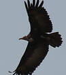 Vautour charognard