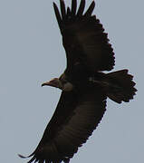 Vautour charognard