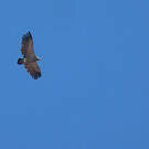 Vautour chassefiente