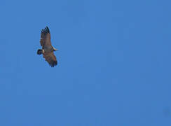 Cape Vulture