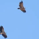 Vautour chassefiente