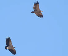 Cape Vulture