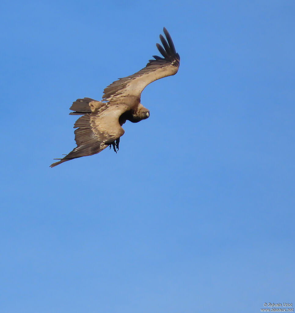 Vautour fauve adulte