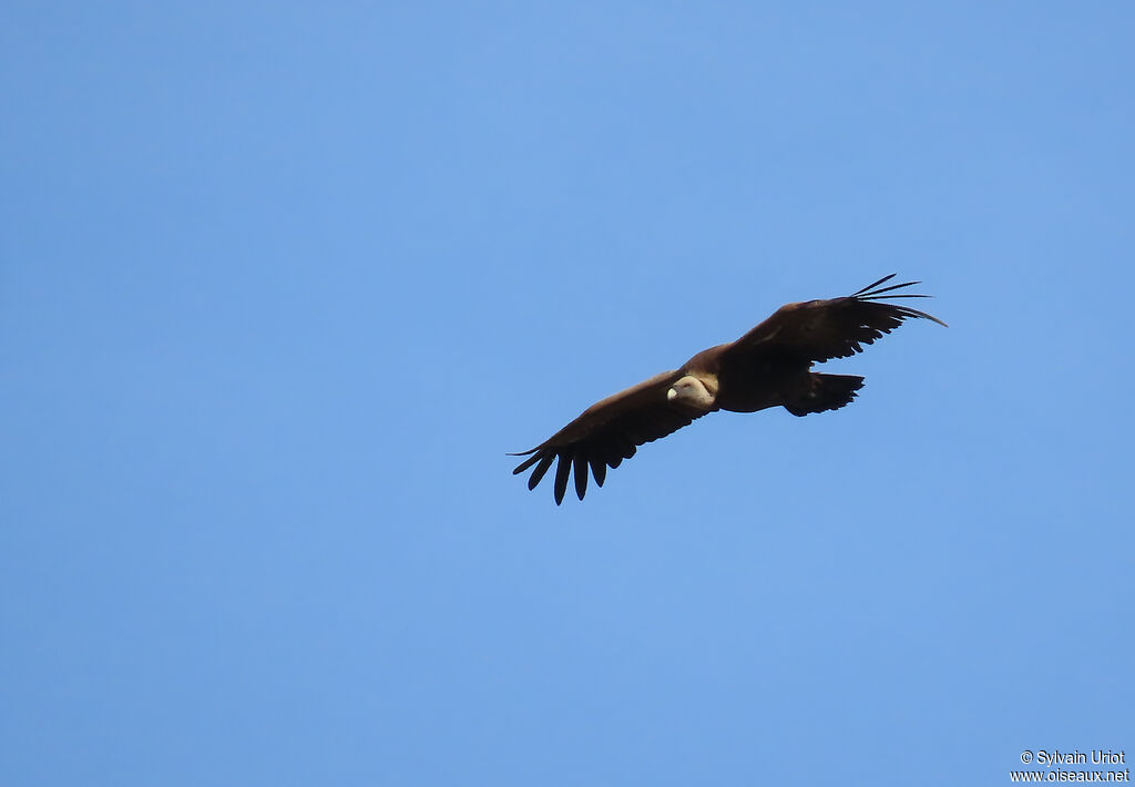 Vautour fauve adulte