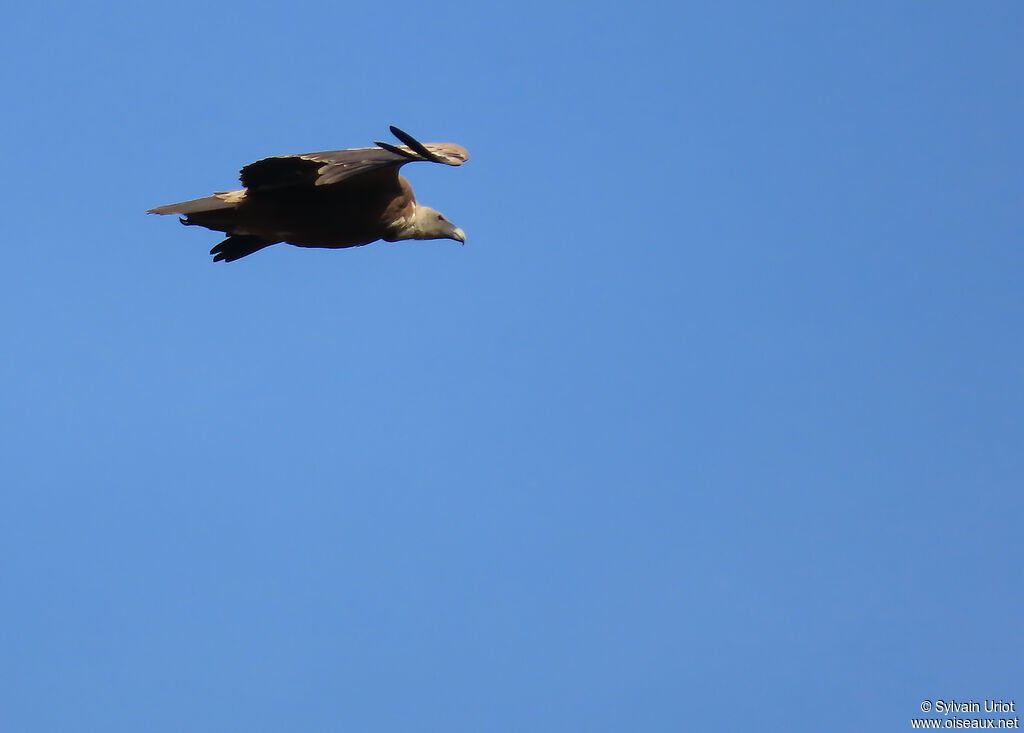Vautour fauve adulte