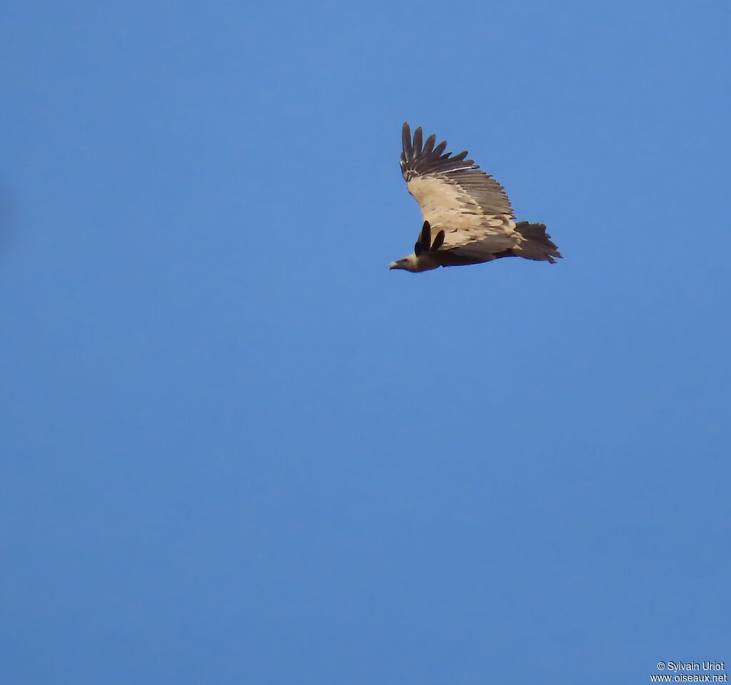 Griffon Vulture adult