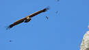 Vautour fauve