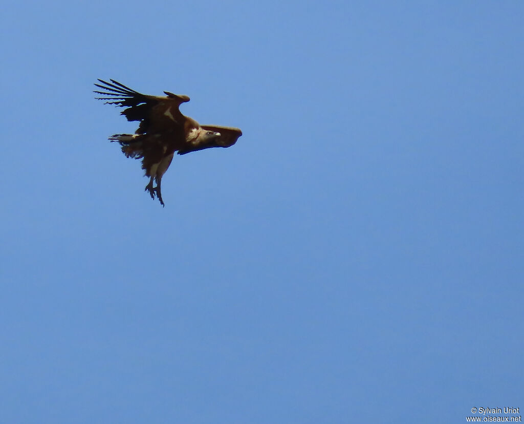 Griffon Vulture adult